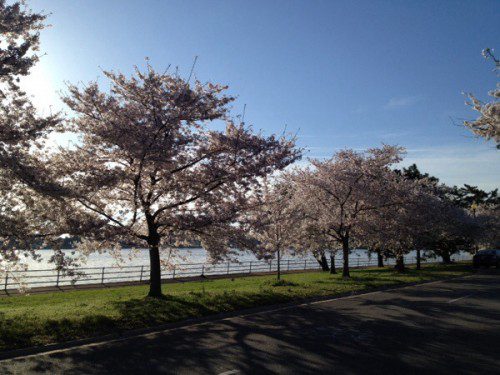 Hains Point Cherry Blossoms